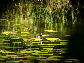  kleiner Teich mit ein Blässhun 
