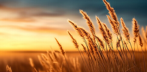 Golden grasses sway gently in the sunsets warm embrace