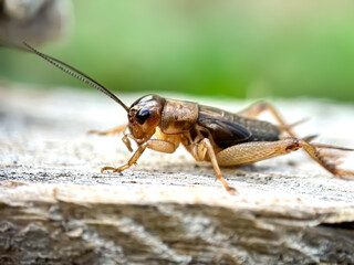 Close up of cricket (Gryllidae), the cricket perches on a tree branch