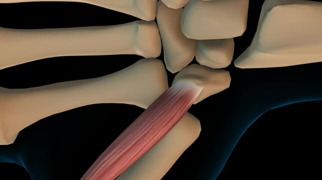 Opponens pollicis muscle anatomy for medical concept 3D rendering
