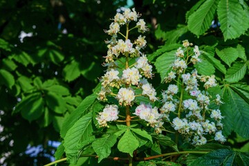 Close-up of horse chestnut tree blossoms in spring