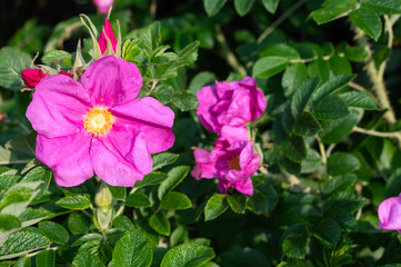 Vibrant Pink Flowers Are in Full Bloom Amidst Lush Green Foliage, Creating a Stunning Scene