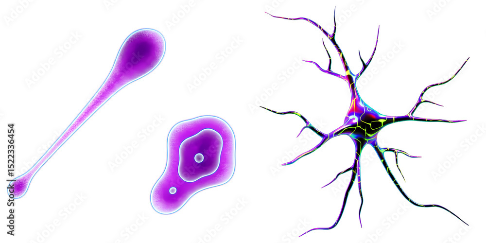 Poster png three distinct neuron illustrations display varying forms and colors.