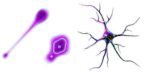 PNG Three distinct neuron illustrations display varying forms and colors.
