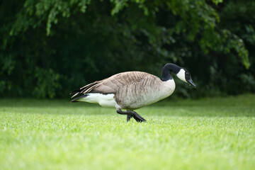 Canadian gosling stands on lush grass surrounded by natural beauty. Wildlife
