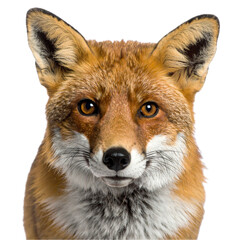 Fototapeta premium fox portrait isolated on white background