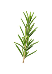 Fototapeta premium Isolated Rosemary Herb Sprig with Transparent Background Illustration