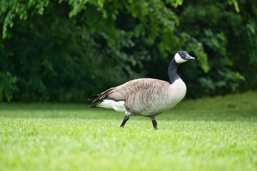 Canadian gosling stands on lush grass surrounded by natural beauty. Wildlife