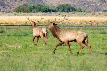 Owens Valley Tule Elk in Rutting Season.