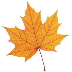 Obraz premium Isolated Single Maple Leaf Orange and Yellow Autumn Fall Foliage