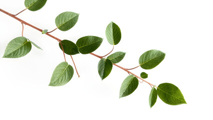 Green Plant Branch with Leaves on White Background