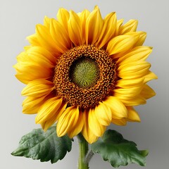 Obraz premium Vibrant Sunflower Blossom A CloseUp View of Natures Golden Jewel