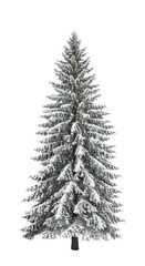 Fototapeta premium Coniferous spruce tree with snow, Christmas pine isolated on transparent background