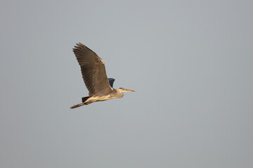 Bernat pescaire flying towards infinity, a clear sky day without a cloud
