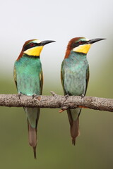 pair of beekeepers, blue tits, ready to hunt insects