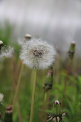 a large dandelion on a background of grass,