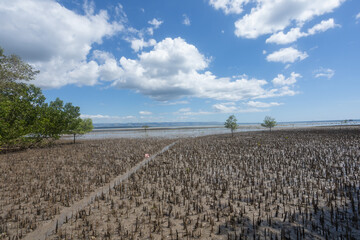 Conducting growth monitoring of mangrove seedlings planted at this site: measuring height, base...