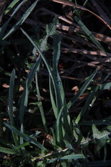 the grass is coarse with dew drops,