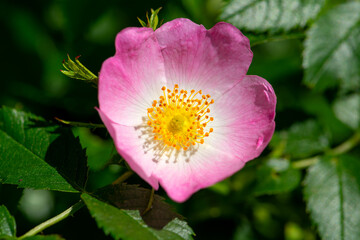 Dog rose (Rosa canina) is a variable climbing, wild rose species with big flowers, 5 pale...