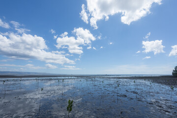 Conducting growth monitoring of mangrove seedlings planted at this site: measuring height, base...