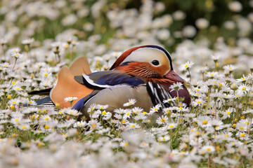 Mandarin duck relaxing in a field of daisies