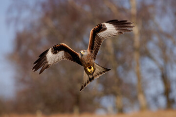 Red kite flying towards camera
