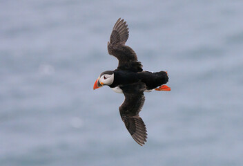 Atlantic puffin in flight