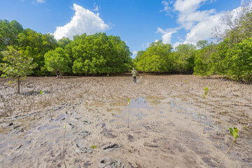 Conducting growth monitoring of mangrove seedlings planted at this site: measuring height, base...