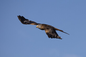 Red kite in flight against a blue sky
