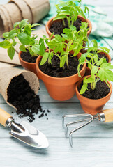 Young tomato plants growing in terracotta pots, gardening tools and gloves on a wooden table