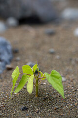 Low angle of young Albizia saman seedling emerging from sandy soil, ideal for environmental visuals