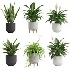 Isolated Transparent Background with Green Houseplants in Decorative Pots