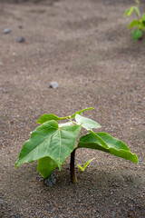 round-level close-up of a young green plant sprouting on dry volcanic sand, perfect for concepts of resilience, growth, and new beginnings in eco or educational visuals
