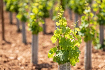 New vineyards at the BiniGrau winery, Biniali, Sencelles, Mallorca, Balearic Islands, Spain