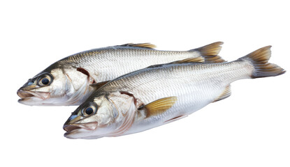 Fototapeta premium fresh sea bass isolated on white background