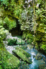 Mountain stream flows from a cave into a moss-covered limestone canyon. The Waitomo Stream, close to the village of Waitomo, Waikato area, North Island, New Zealand
