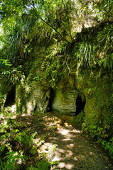 The Waitomo Walkway in the Waikato area, North Island, New Zealand, passes through a dense forest with limestone caves
