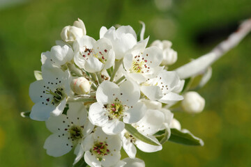 Obraz premium Weidenblättrige Birne, Pyrus salicifolia