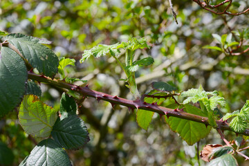 Brombeere, Wilde Brombeere,  Rubus sectio Rubus