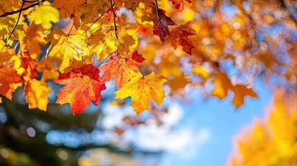 Vibrant Autumn Leaves with Stunning Colors Against a Blue Sky