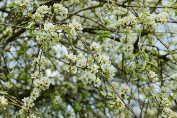 Weidenblättrige Birne,  Pyrus salicifolia