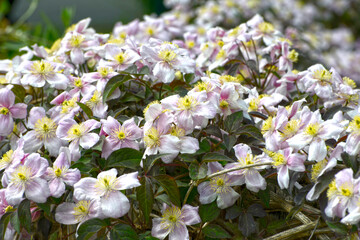 Clematis, Clematis monzana,  Rubens