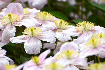 Clematis, Clematis monzana,  Rubens