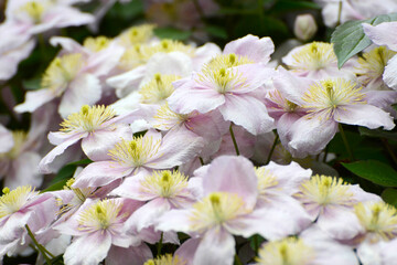 Clematis, Clematis monzana,  Rubens