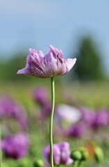 Schlafmohn (Papaver somniferum) im Burgenland, vertikal