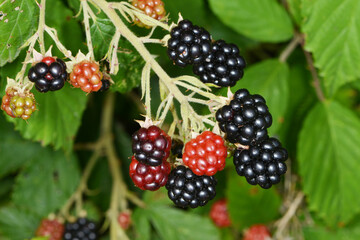 Brombeere, Wilde Brombeere,  Rubus sectio Rubus