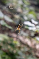 spider on a web
