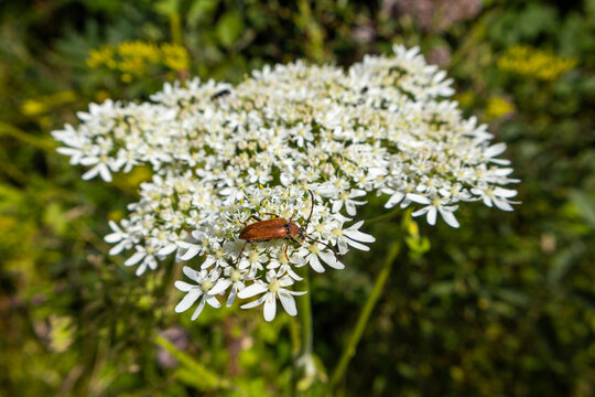 white flowers on a meadow