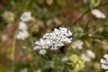 white flowers in the garden