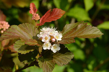 Blasenspiere, Physocarpus opulifolius 'Amber Jubilee
